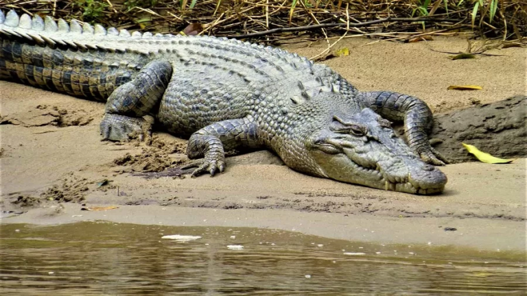 Crocodilo