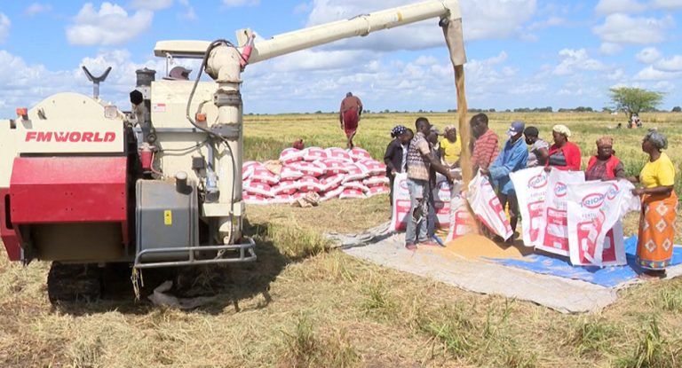 Arroz-de-Chokwe-com-mercado-garantido-