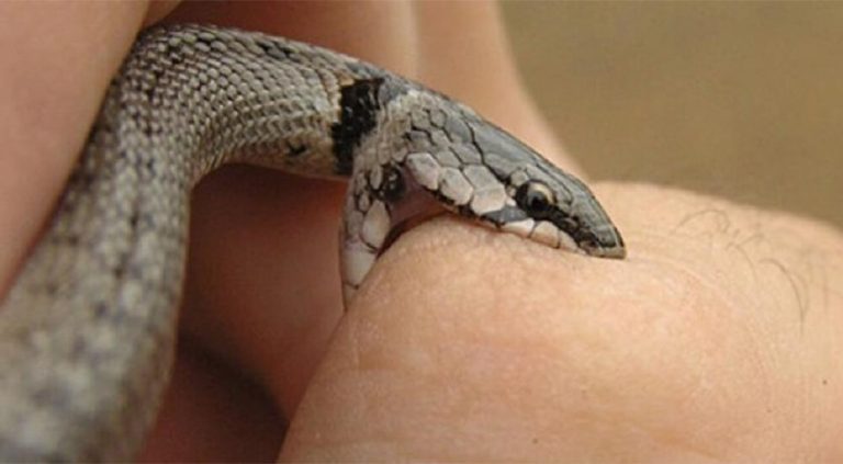 picada-cobra-1