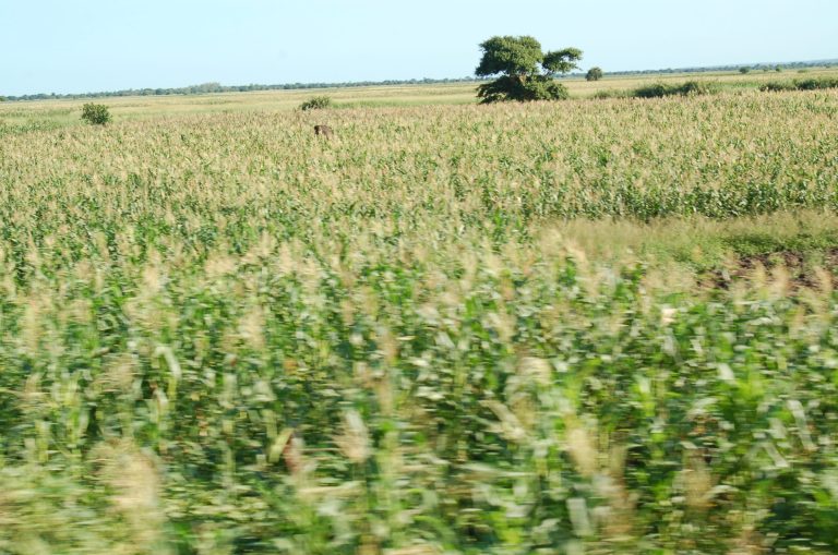AGRICULTURA