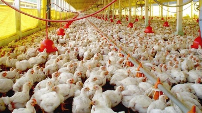 Avicultura