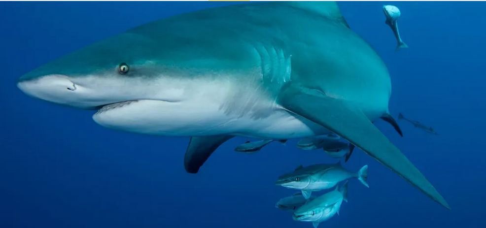 Screenshot 2025-12-31 at 22-16-27 Como um tubarão nadou mais de 6 mil quilômetros Essa jornada recorde era considerada impossível National Geographic National Geographic