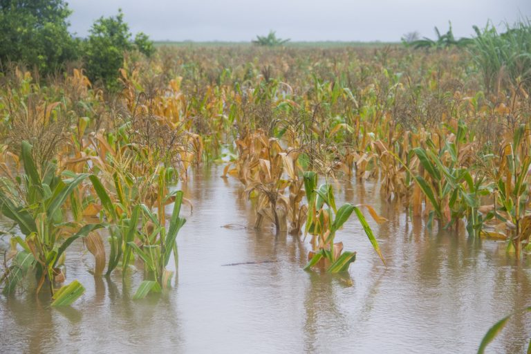 Inundação em campos agrícolas