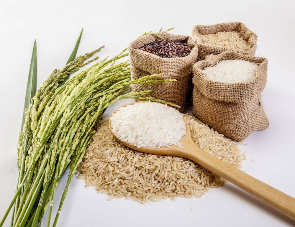 Exportacoes-de-arroz-em-casca-alcancam-melhor-resultado-do-ano.-1