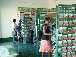 Screenshot 2026-01-05 at 21-51-29 Sementes e Mudas – Ministério da Agricultura Ambiente e Pescas