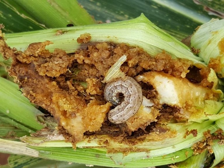 fall-armyworm-on-maize-mozambique-2